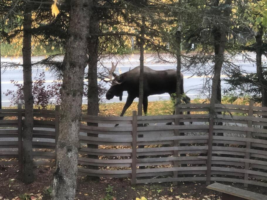 Appartamento Fireweed Gardens In Roger'S Park Anchorage Esterno foto